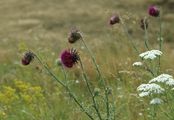 Musk Thistle - Carduus nutans L.