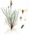 Frühlings-Segge - Carex caryophyllea Latourr.