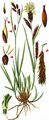 Ice Sedge - Carex frigida All.