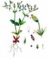 Little Mouse-Ear - Cerastium semidecandrum L.