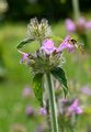 Wild Basil - Clinopodium vulgare L.