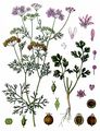 Coriander - Coriandrum sativum L.