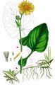 Leopard's-Bane - Doronicum pardalianches L.