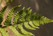 Kamm-Wurmfarn - Dryopteris cristata (L.) A. Gray