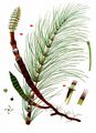 Great Horsetail - Equisetum telmateia Ehrh.