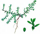 Hairy Rupturewort - Herniaria hirsuta L.