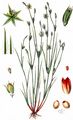 Toad Rush - Juncus bufonius L.