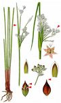 Meerstrand-Binse - Juncus maritimus Lam. 