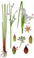 Sea Rush - Juncus maritimus Lam.