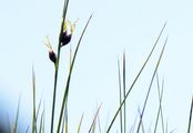 Dreispaltige Binse - Juncus trifidus L.