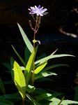 Tataren-Lattich - Lactuca tatarica (L.) C. A. Mey. 