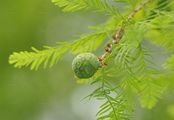 Dawn Redwood - Metasequoia glyptostroboides Hu & W. C. Cheng