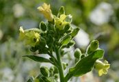 Wild Tobacco - Nicotiana rustica L.