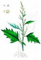 Upright Goosefoot - Oxybasis urbica (L.) S. Fuentes & al.