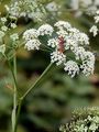 Burnet-Saxifrage - Pimpinella saxifraga L.