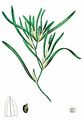Blunt-Leaved Pondweed - Potamogeton obtusifolius Mert. & W. D. J. Koch