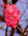 Peach - Prunus persica (L.) Batsch