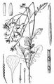 Acker-Rettich - Raphanus raphanistrum L.