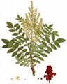 Tanner's Sumach - Rhus coriaria L.