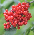 Red-Berried Elder - Sambucus racemosa L.
