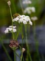 Mountain Cicely - Seseli montanum L.