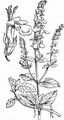 Salbei-Gamander - Teucrium scorodonia L.