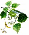 Large-Leaved Lime - Tilia platyphyllos Scop.