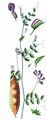 Purple Wood Vetch - Vicia dumetorum L.