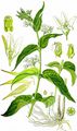 White Swallow-Wort - Vincetoxicum hirundinaria Medik.