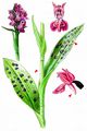 Western Marsh-Orchid - Dactylorhiza majalis (Rchb.) P. F. Hunt & Summerh.