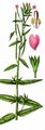 Short-Fruited Willowherb - Epilobium obscurum Schreb.