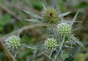 Field Eryngo - Eryngium campestre L.