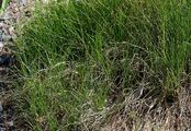 Dunkelvioletter Schwingel - Festuca melanopsis Foggi & al.