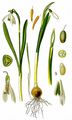 Snowdrop - Galanthus nivalis L.