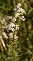 Nordisches Labkraut - Galium boreale L.