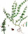 Corn Cleavers - Galium tricornutum Dandy