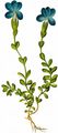Bayerischer Enzian - Gentiana bavarica L.