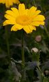 Corn Marigold - Glebionis segetum (L.) Fourr.