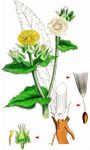 Natternkopf-Bitterkraut - Helminthotheca echioides (L.) Holub 