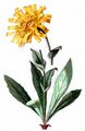 Zottiges Habichtskraut - Hieracium villosum Jacq.
