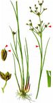 Glieder-Binse - Juncus articulatus L. 