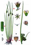 Knäuel-Binse - Juncus conglomeratus L. 