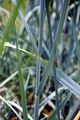 Lyme-Grass - Leymus arenarius (L.) Hochst.
