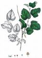 White Mulberry - Morus alba L.