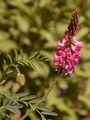 Saat-Esparsette - Onobrychis viciifolia Scop.