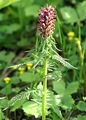 Gestutztes Läusekraut - Pedicularis recutita L.