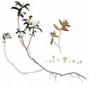 Buchsblättriges Kreuzblümchen - Polygala chamaebuxus L.