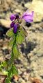 Tufted Milkwort - Polygala comosa Schkuhr