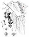 Rum Cherry - Prunus serotina Ehrh.