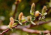 Blue-Leaved Willow - Salix caesia Vill.
